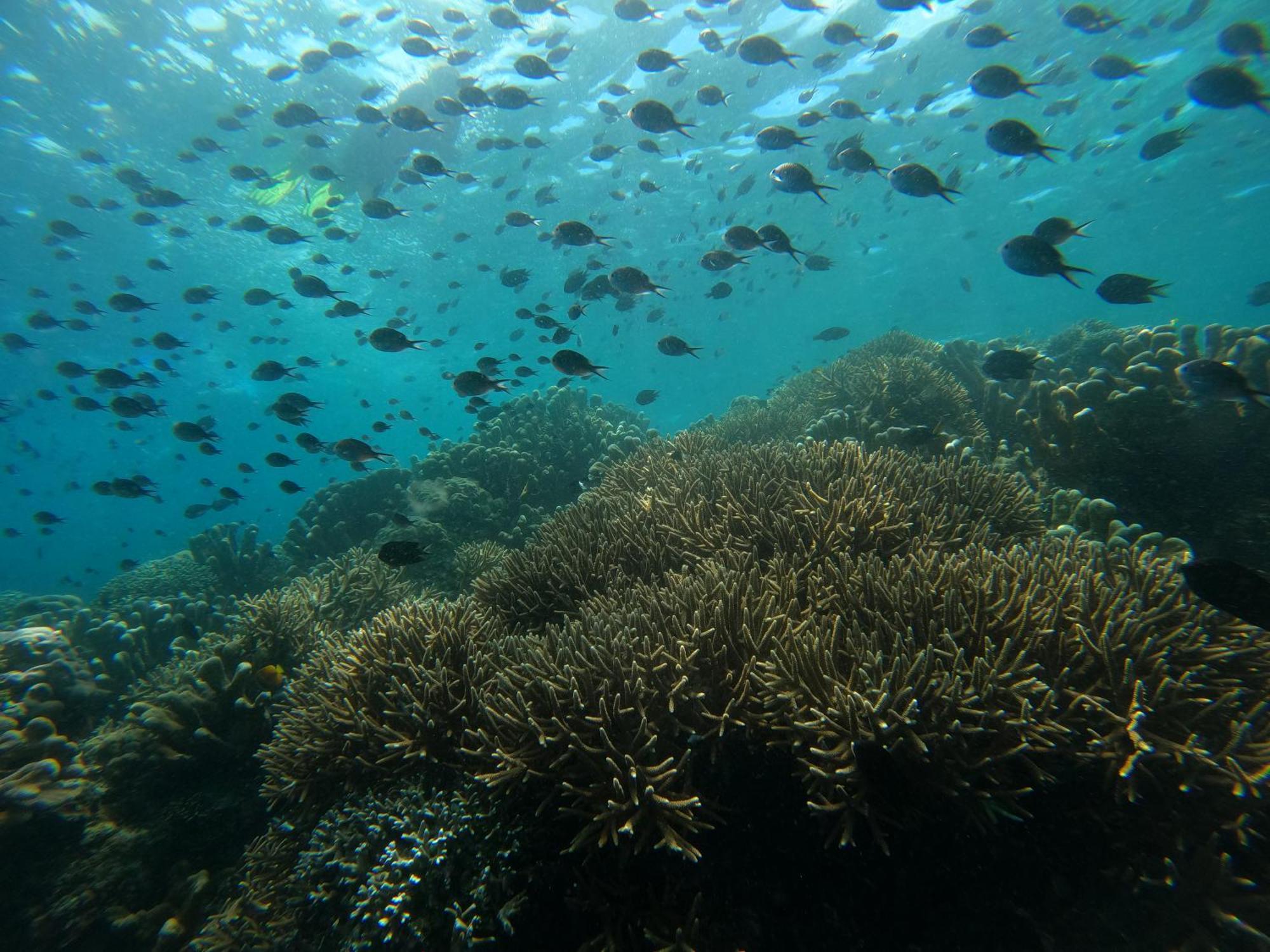 4 Sisters Divers Bunaken Bagian luar foto