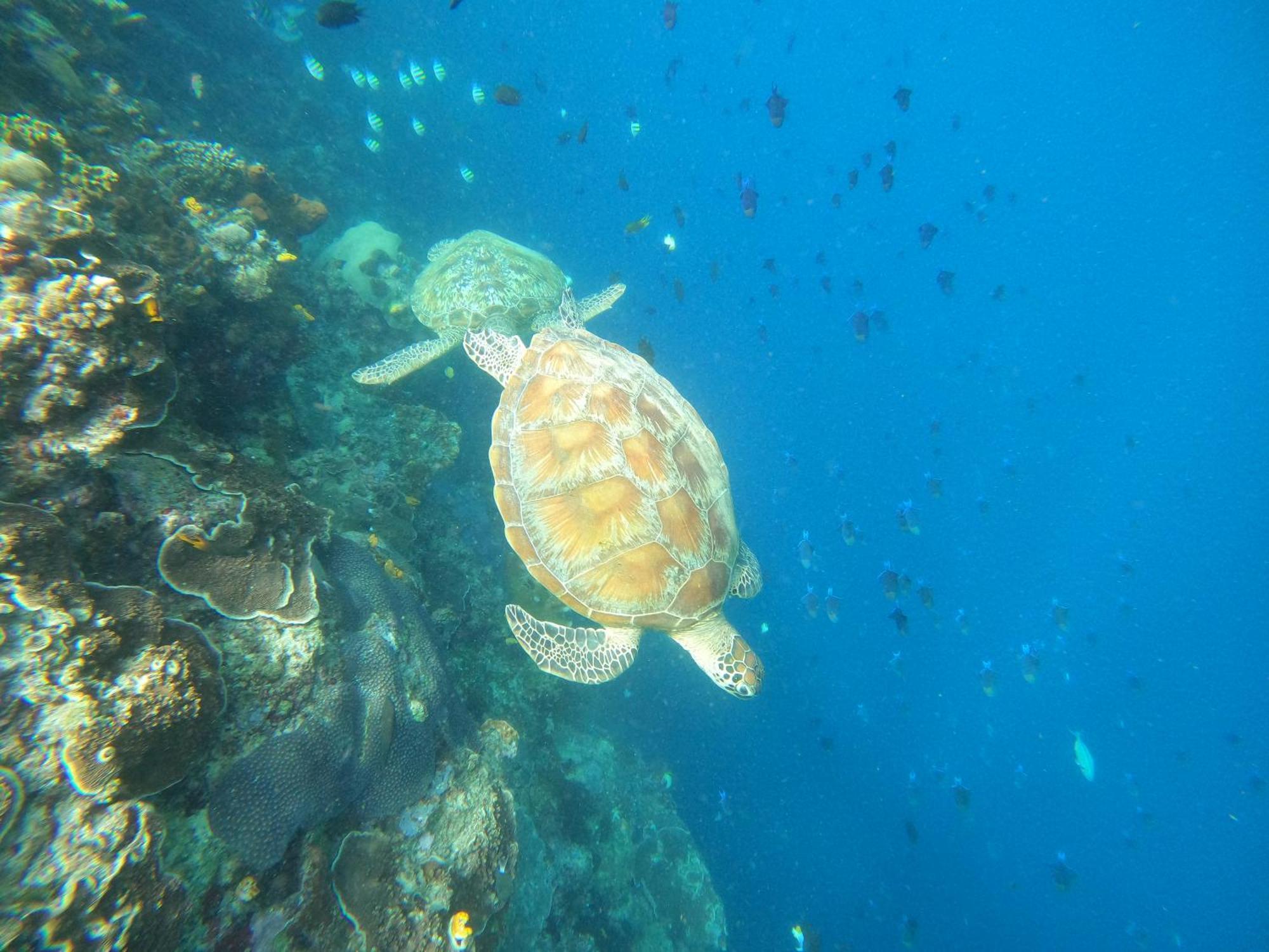 4 Sisters Divers Bunaken Bagian luar foto