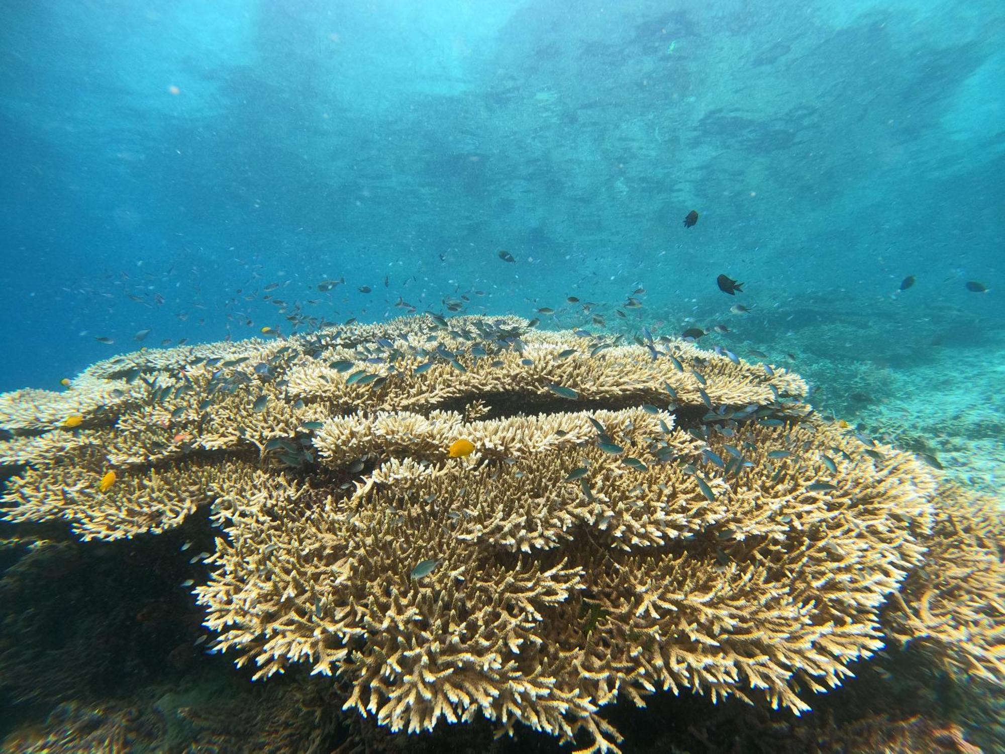4 Sisters Divers Bunaken Bagian luar foto