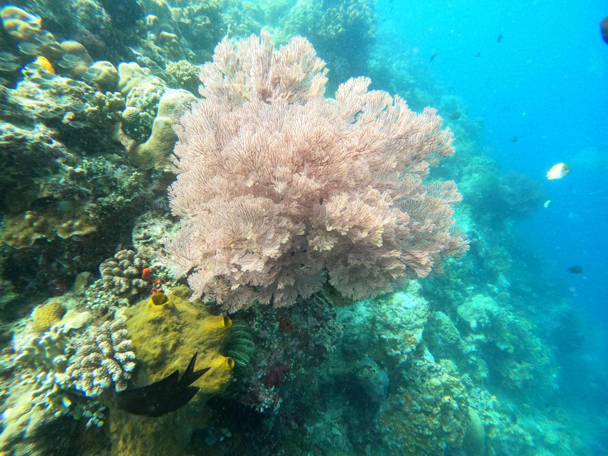4 Sisters Divers Bunaken Bagian luar foto