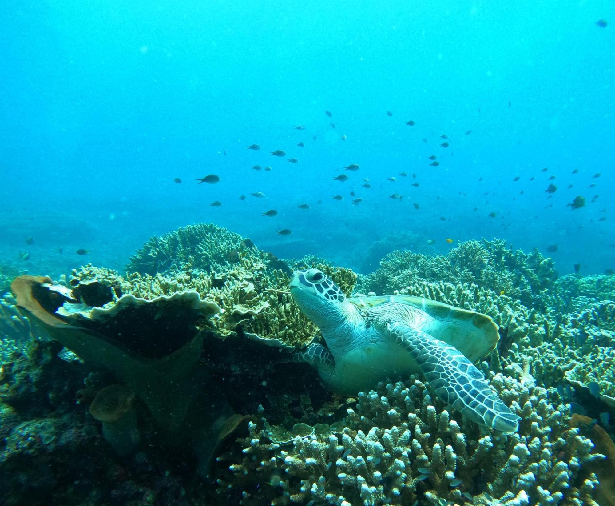 4 Sisters Divers Bunaken Bagian luar foto
