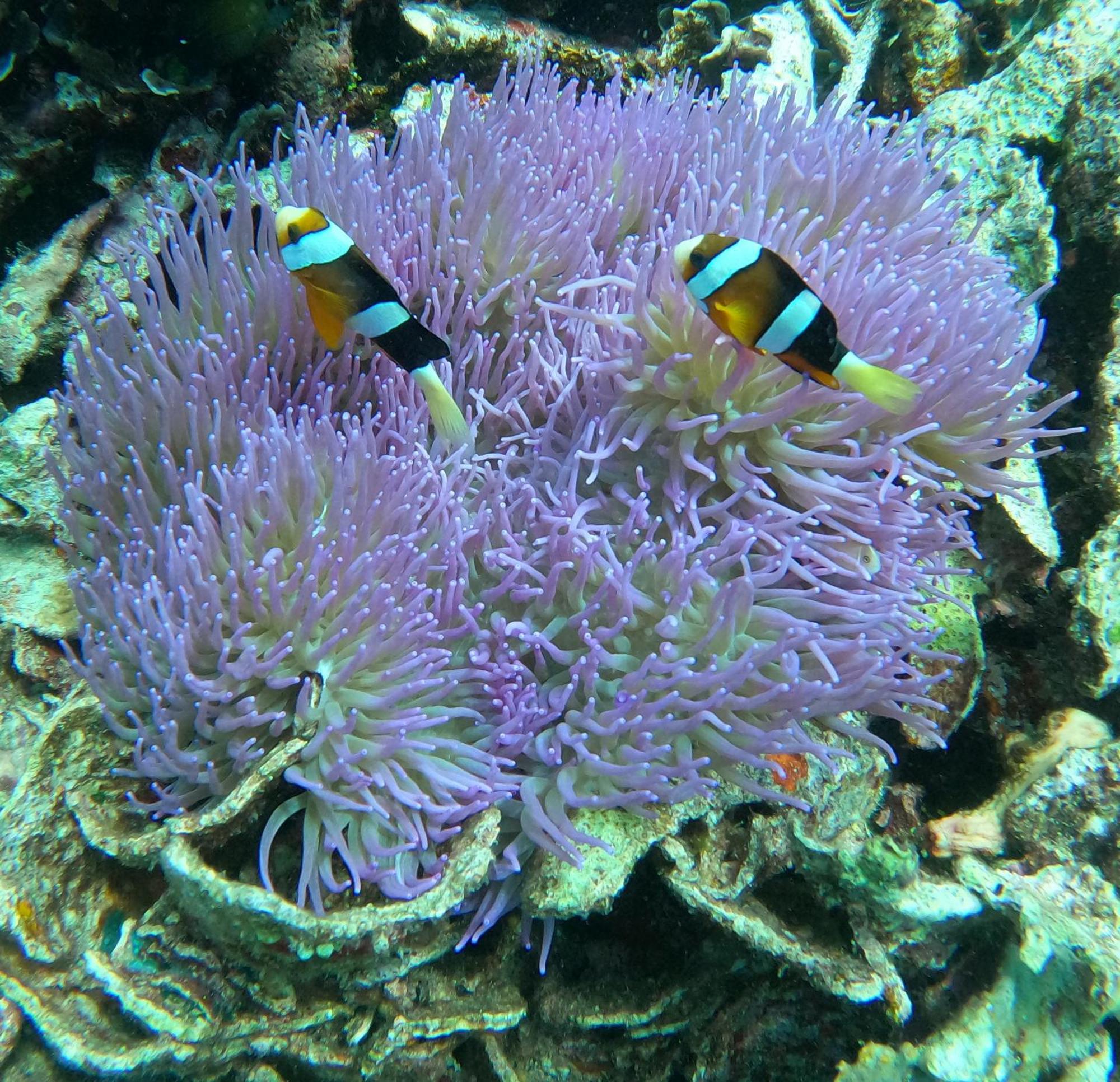 4 Sisters Divers Bunaken Bagian luar foto