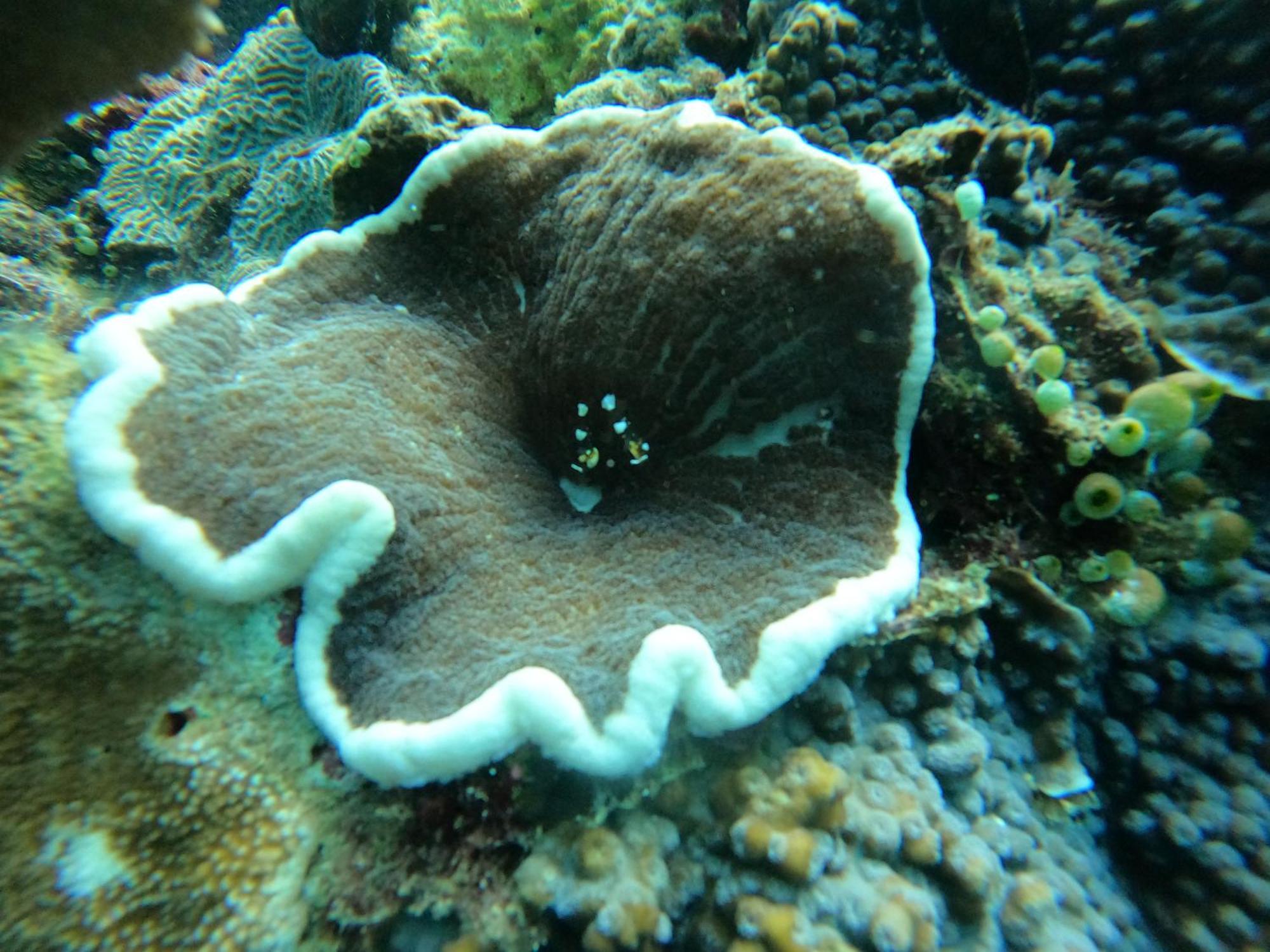 4 Sisters Divers Bunaken Bagian luar foto