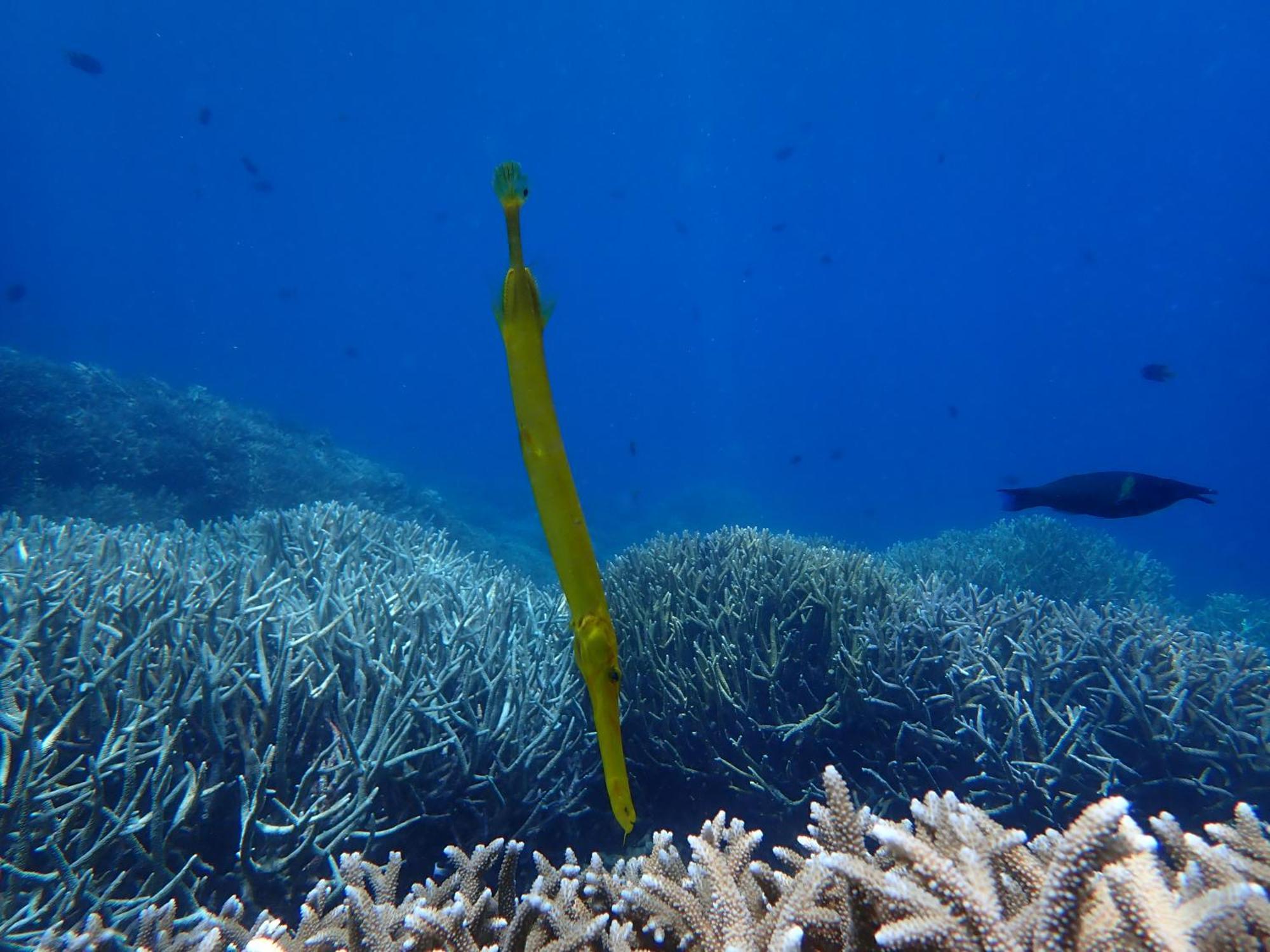 4 Sisters Divers Bunaken Bagian luar foto