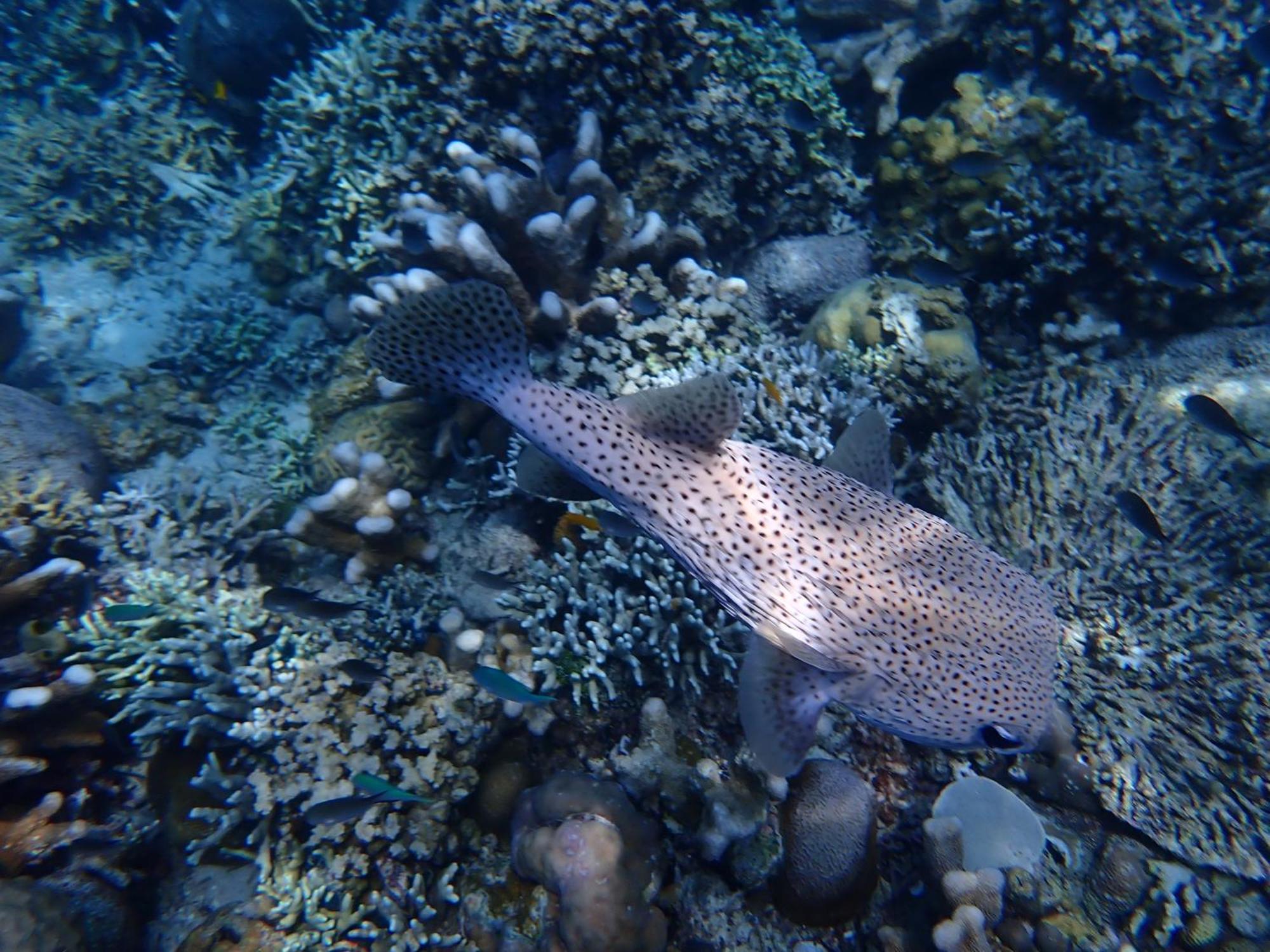 4 Sisters Divers Bunaken Bagian luar foto